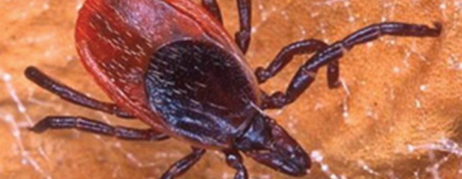 Blacklegged Tick