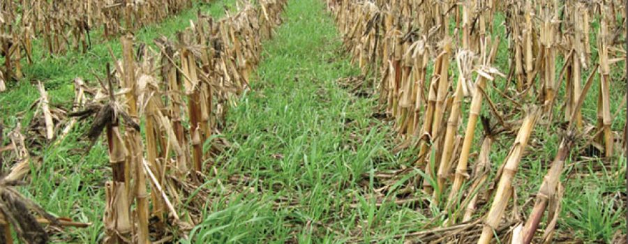 corn field stubble