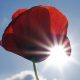 LTVCA Offices Closed Wednesday November 11 in observance of Remembrance Day