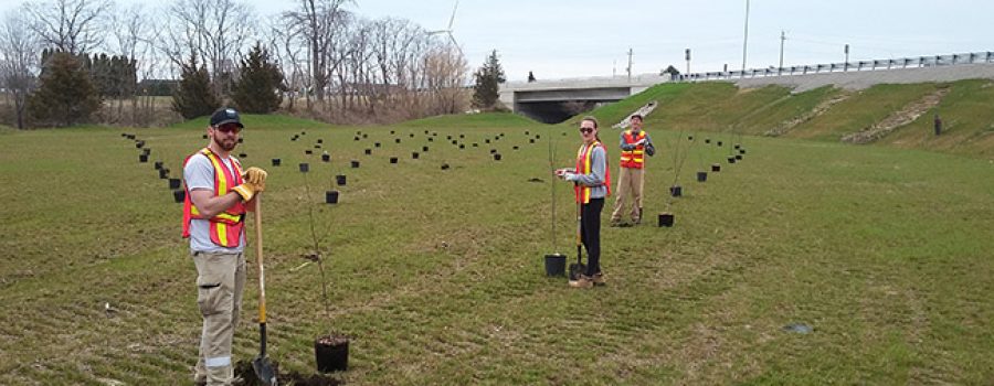 tree planting along the 401