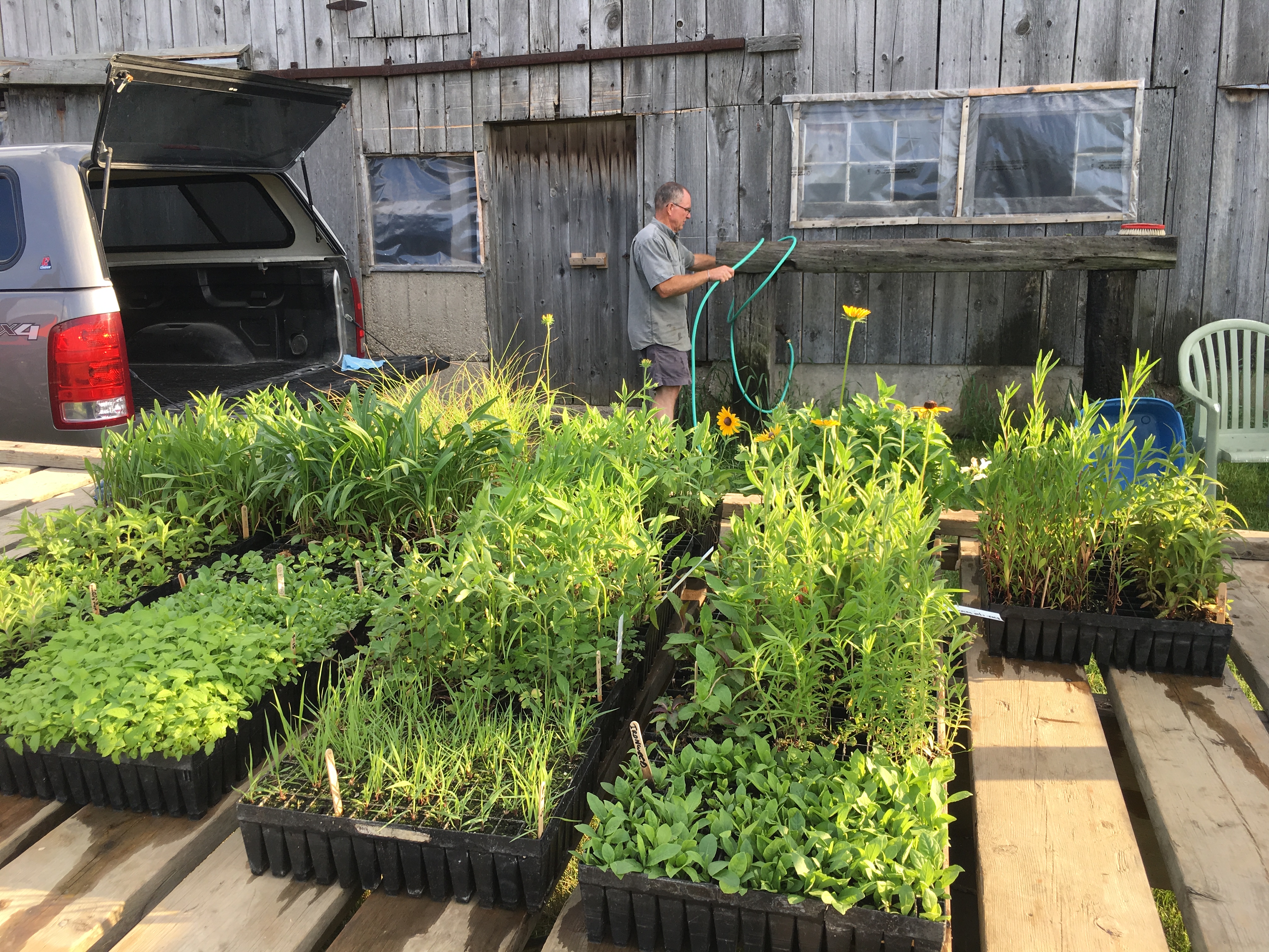 tallgrass prairie plants