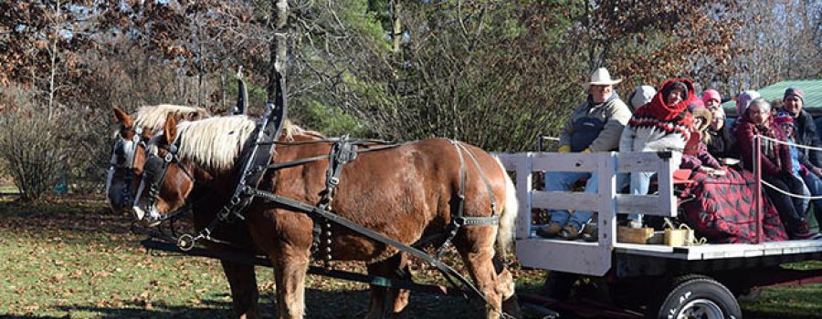 horse and wagon ride