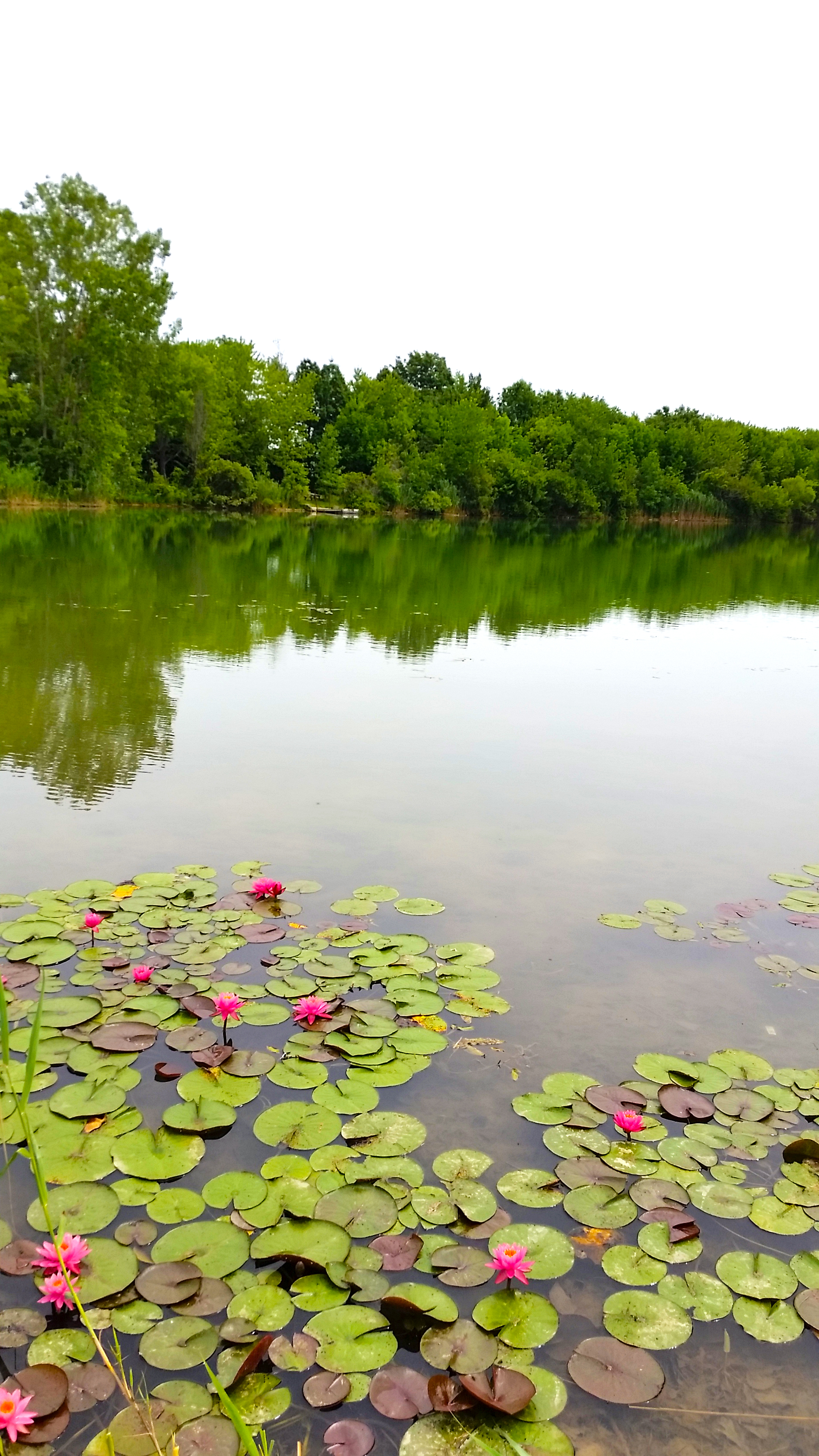 wetland at wilson conservation area