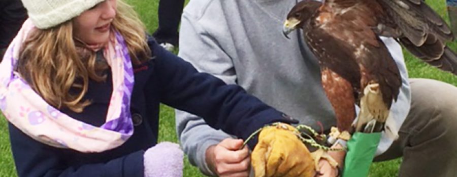 falconry demo