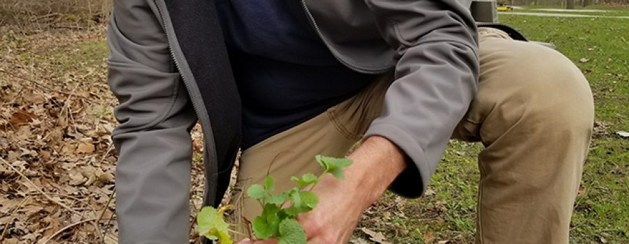 Removing Garlic Mustard