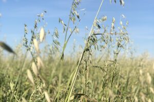 field crops