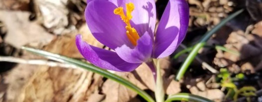 crocus