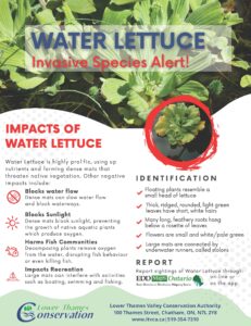 Water Lettuce Invasive Species Alert flyer