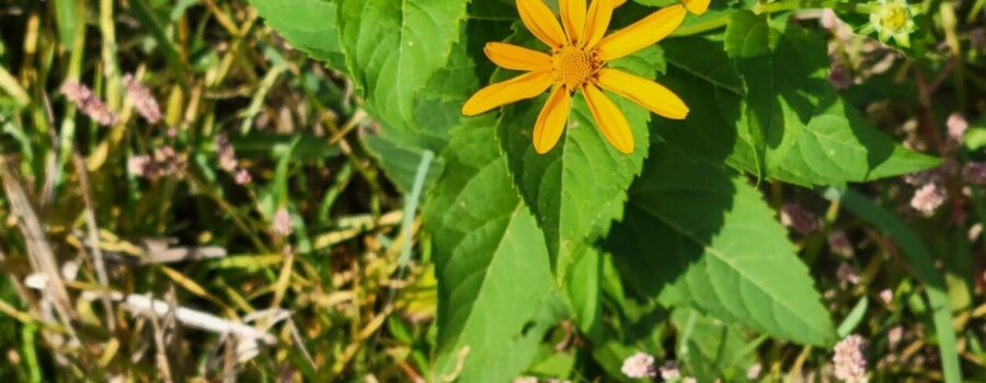 yellow sunflower