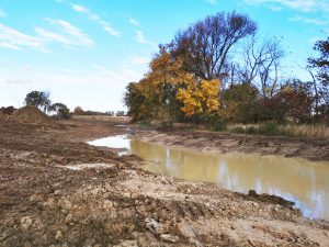 wetland creation