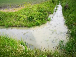 riparian buffer strip