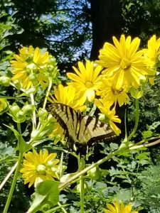 butterfly on yellow flower