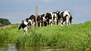 cows going into water