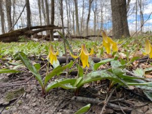 Dog tooth violet