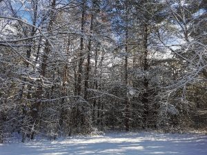 carolinian trees in winter