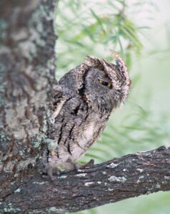 Eastern Screech Owl in a tree.