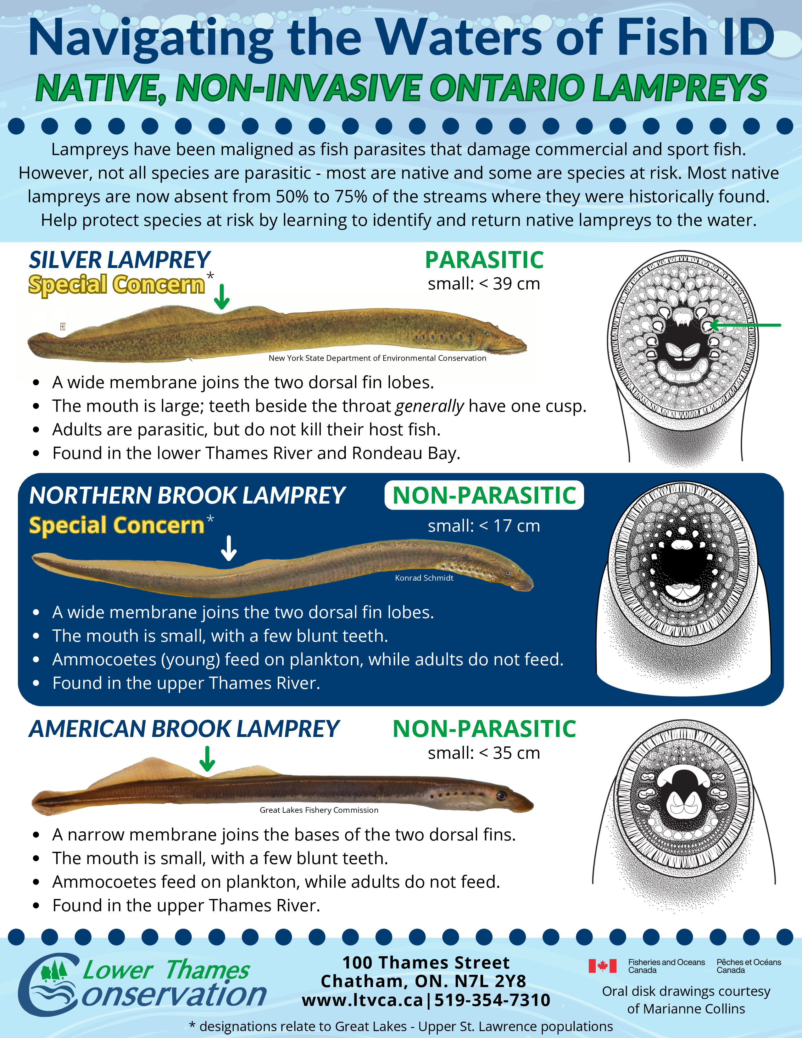 LampreyFactsheet_LTVCASARWebsite_26Feb2025_Page_1