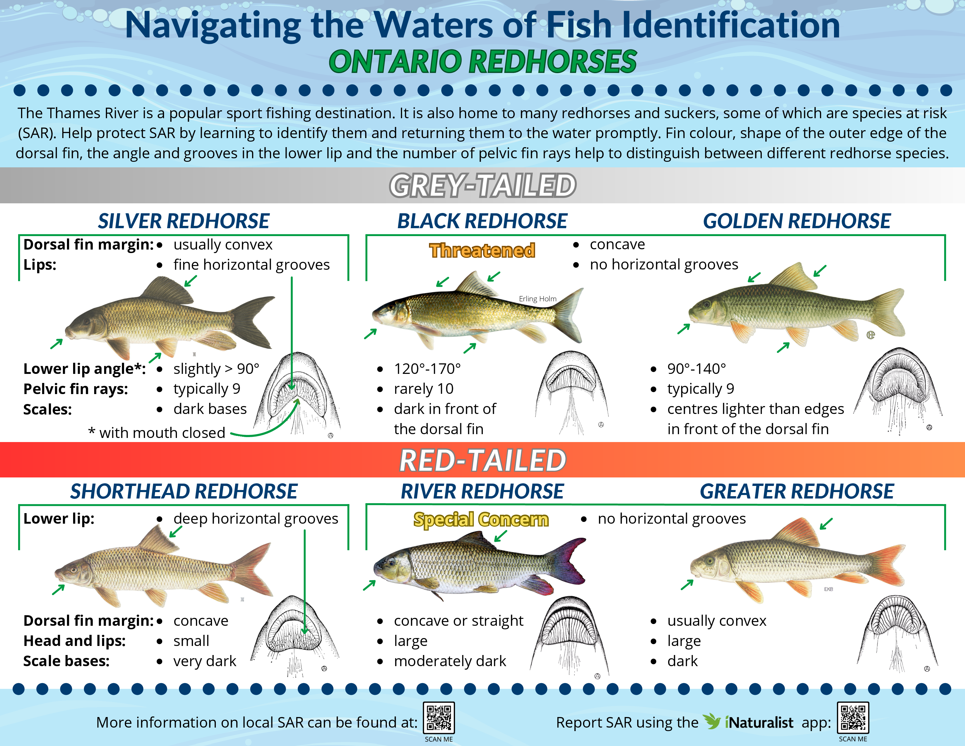 RedhorseFactsheet_LTVCASARWebsite_26Feb2025_Page_1